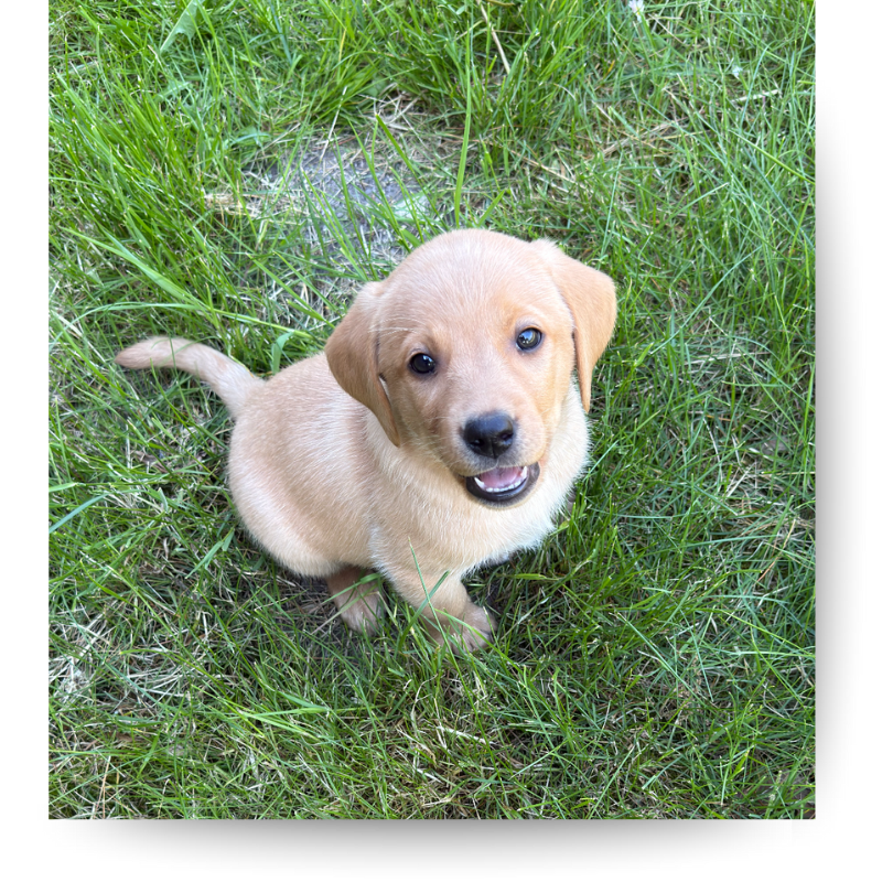 labrador welpe im retrieverparadies