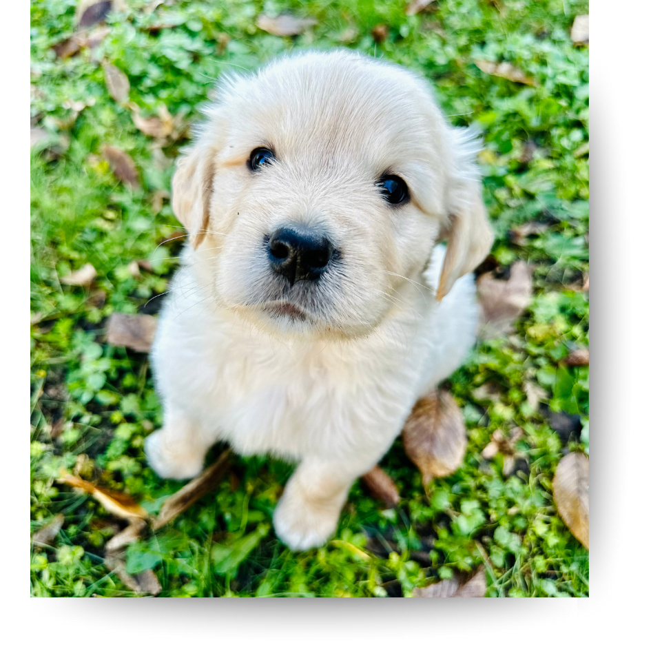 Golden Retriever Welpe im Retrieverparadies