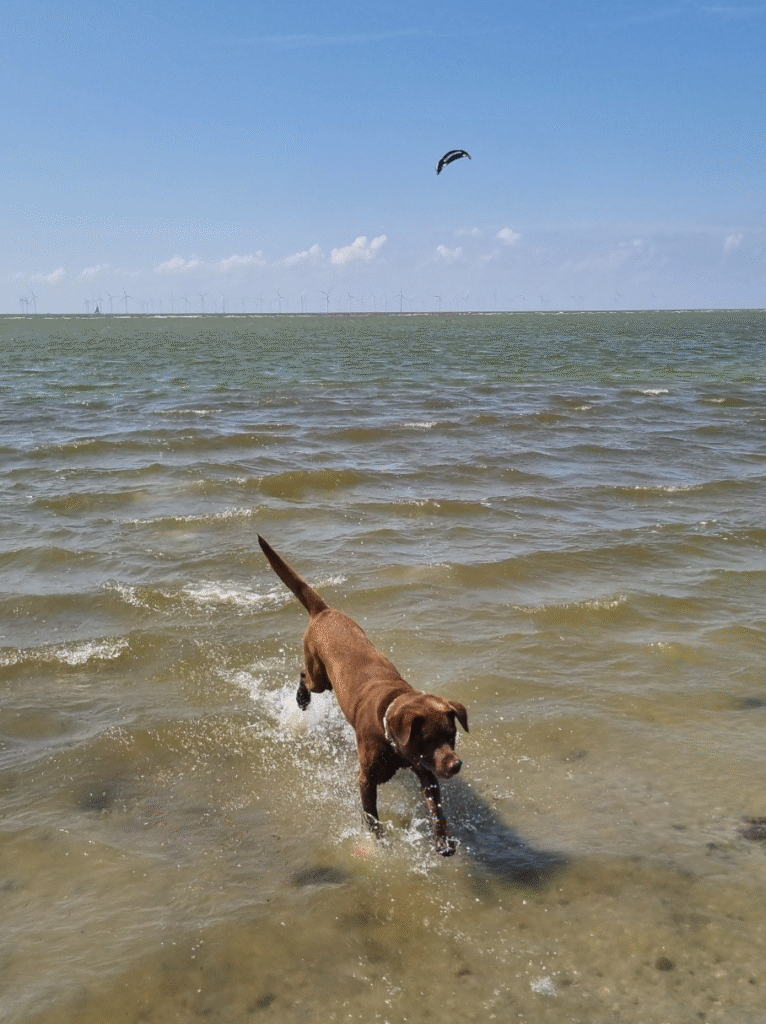 Labrador spielt im Wasser, of Golden House