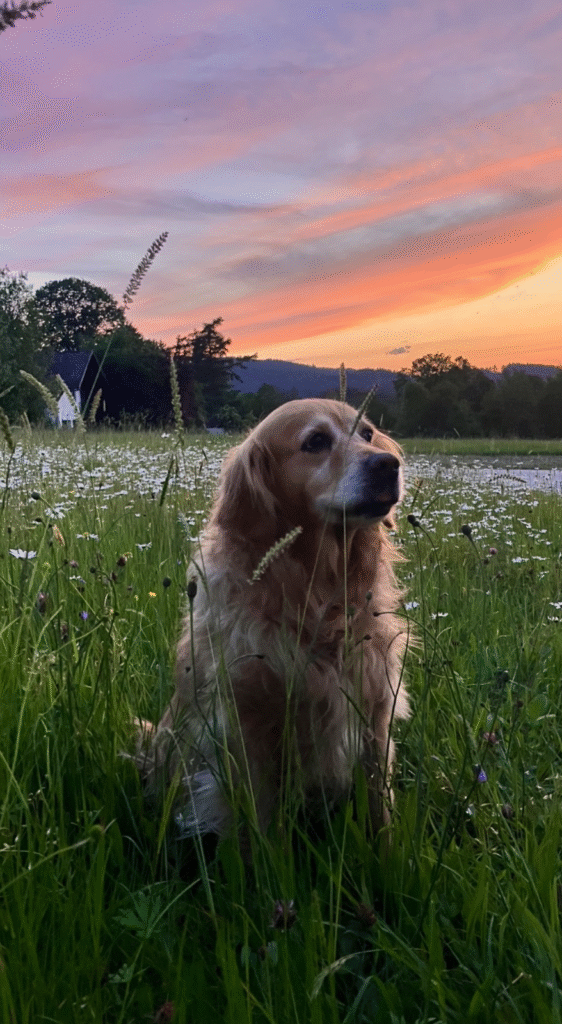 Golden Retriever in einer Wiese bei Sonnenunergang, of Golden House