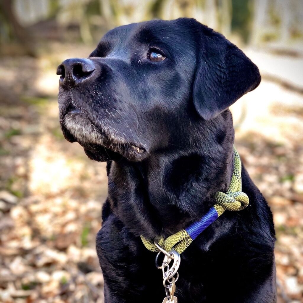 geliebter Labrador