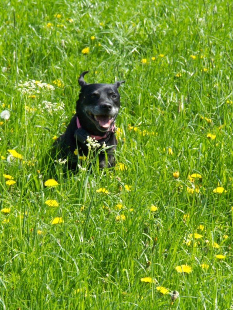 Erfahrungsbericht Retrieverparadies, Laika of Golden House